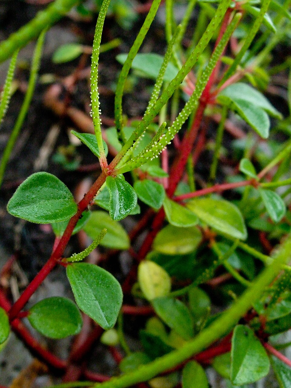 Peperomia leptostachya (Slender Peperomia) (alternate view 6)
