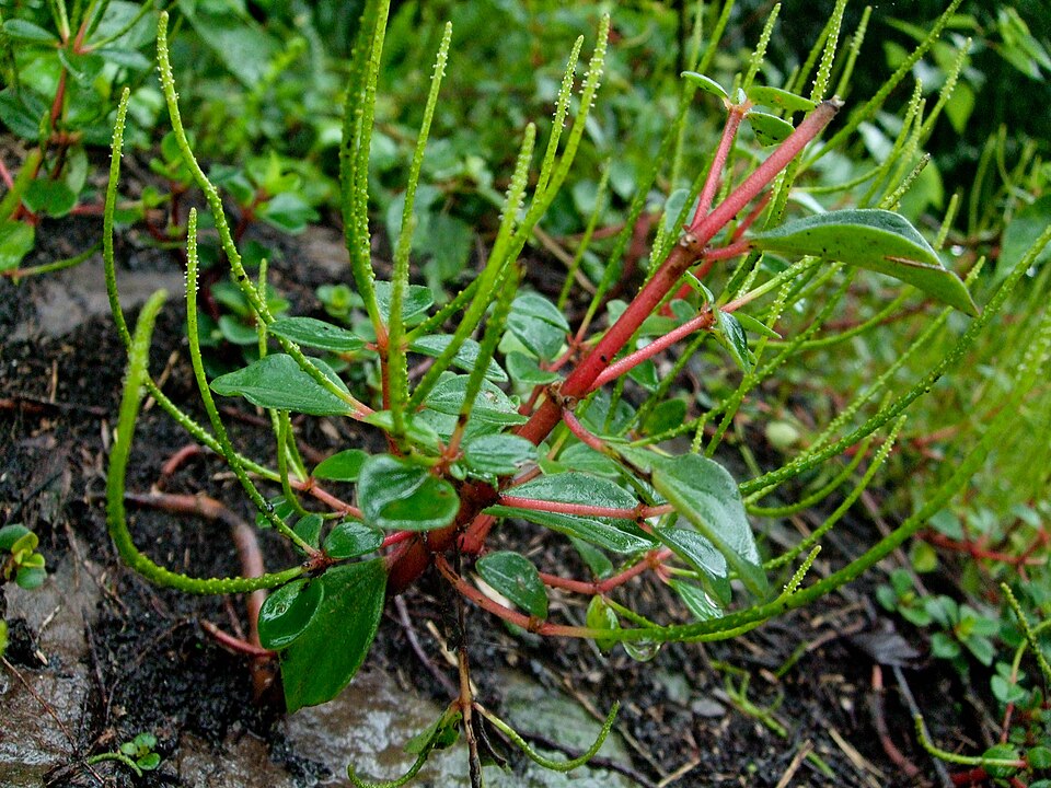 Peperomia leptostachya (Slender Peperomia) (alternate view 7)