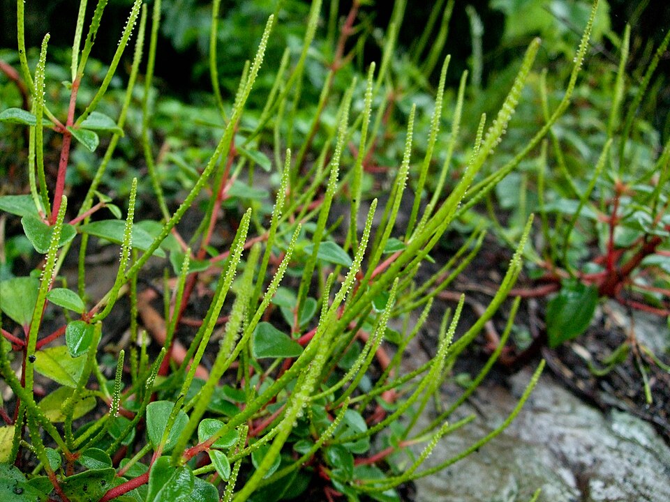 Peperomia leptostachya (Slender Peperomia) (alternate view 8)