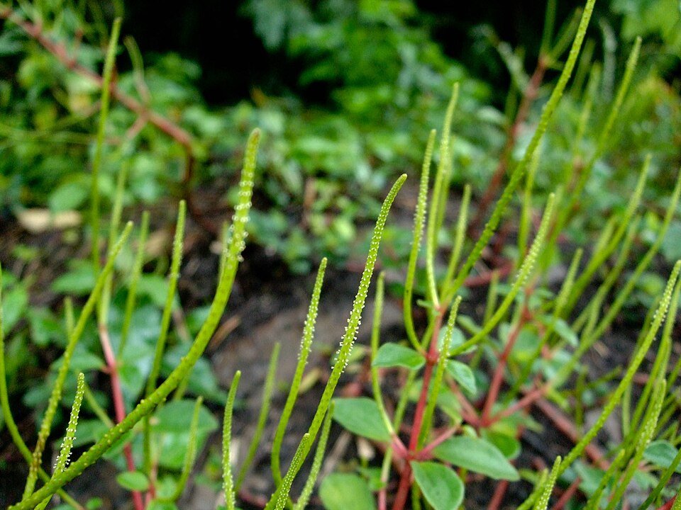 Peperomia leptostachya (Slender Peperomia) (alternate view 9)