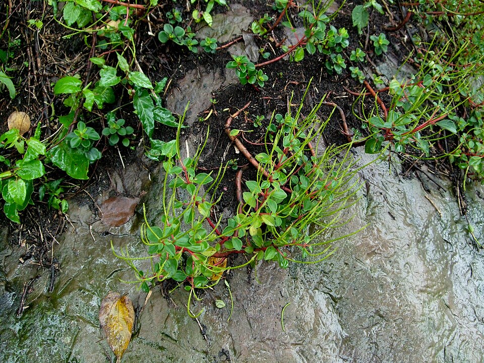 Peperomia leptostachya (Slender Peperomia) (alternate view 10)