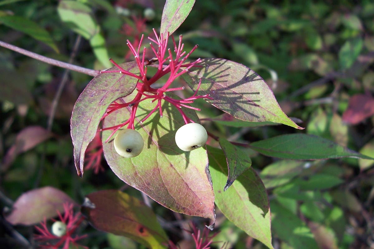 Cornus sericea (Red Twig Dogwood)