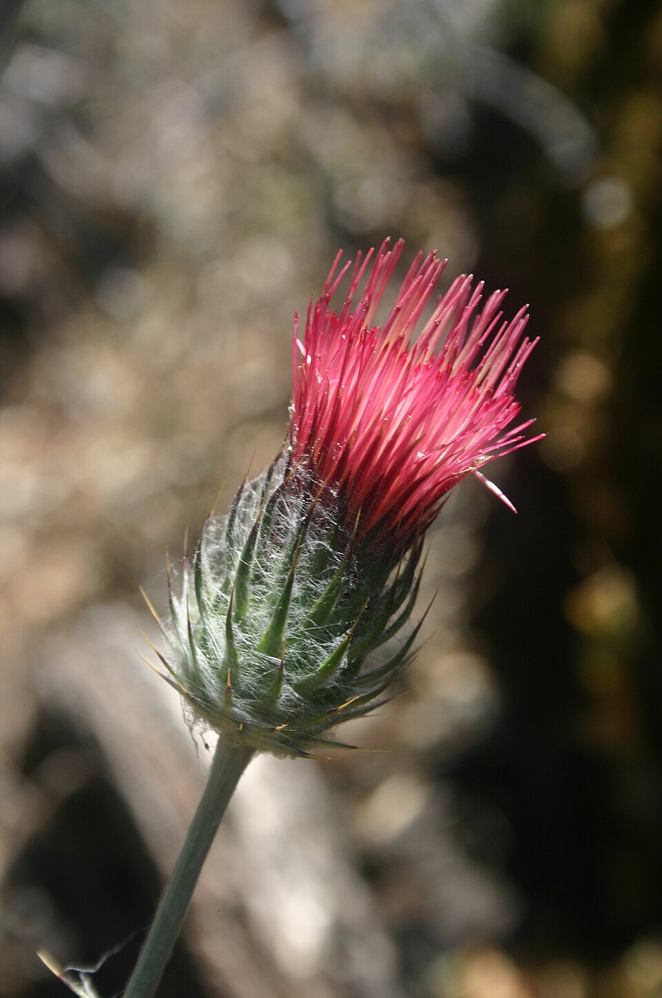 Cirsium occidentale (Cobwebby Thistle) (alternate view 6)