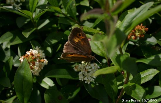 Ligustrum vulgare (common privet) (alternate view 6)