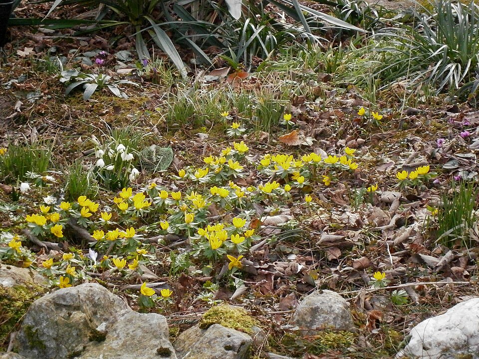 Eranthis hyemalis (Winter Aconite)