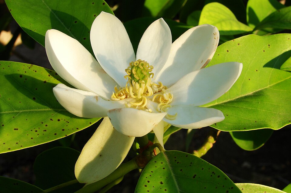 Magnolia virginiana (Sweetbay Magnolia)