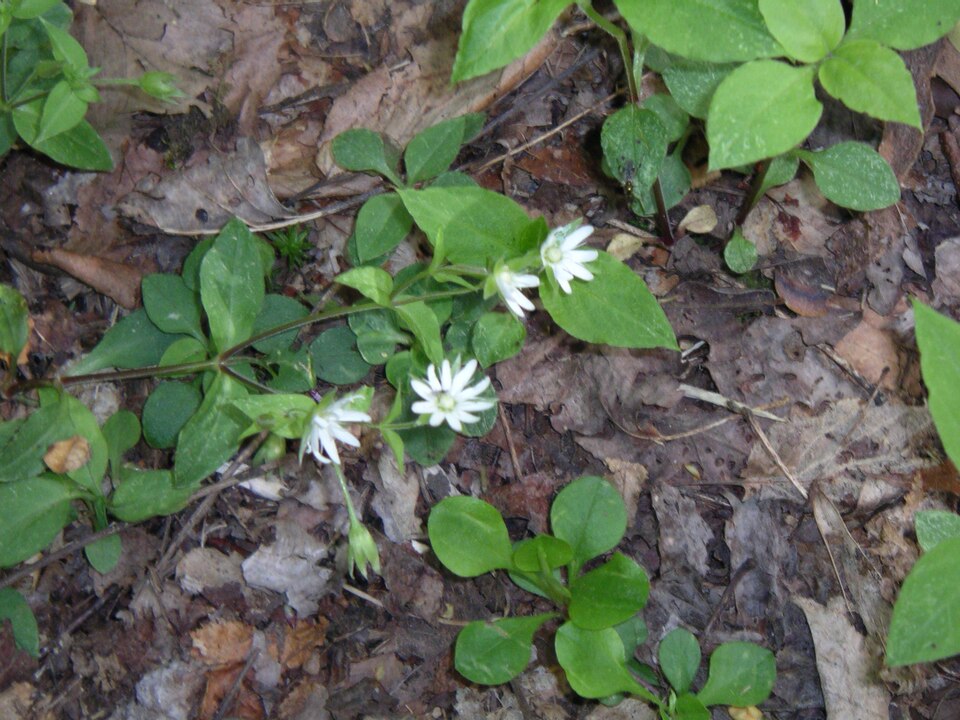 Stellaria pubera (star chickweed) (alternate view 2)