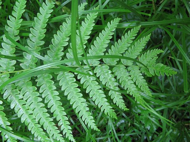Osmundastrum cinnamomeum (Cinnamon Fern) (alternate view 8)