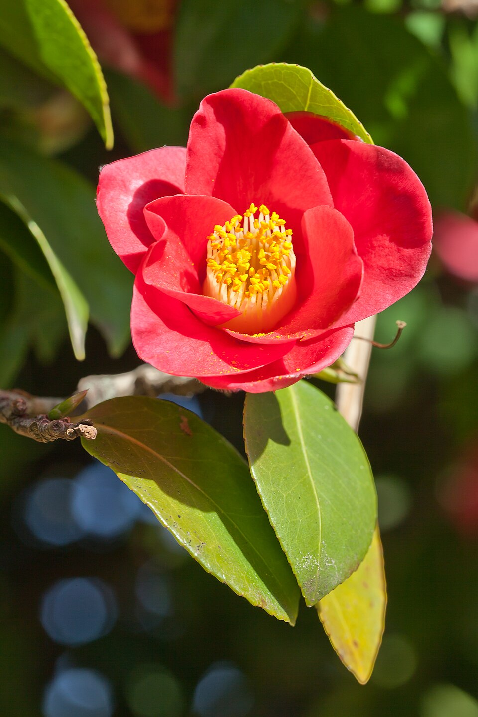 Camellia japonica (Japanese camellia) (alternate view 12)