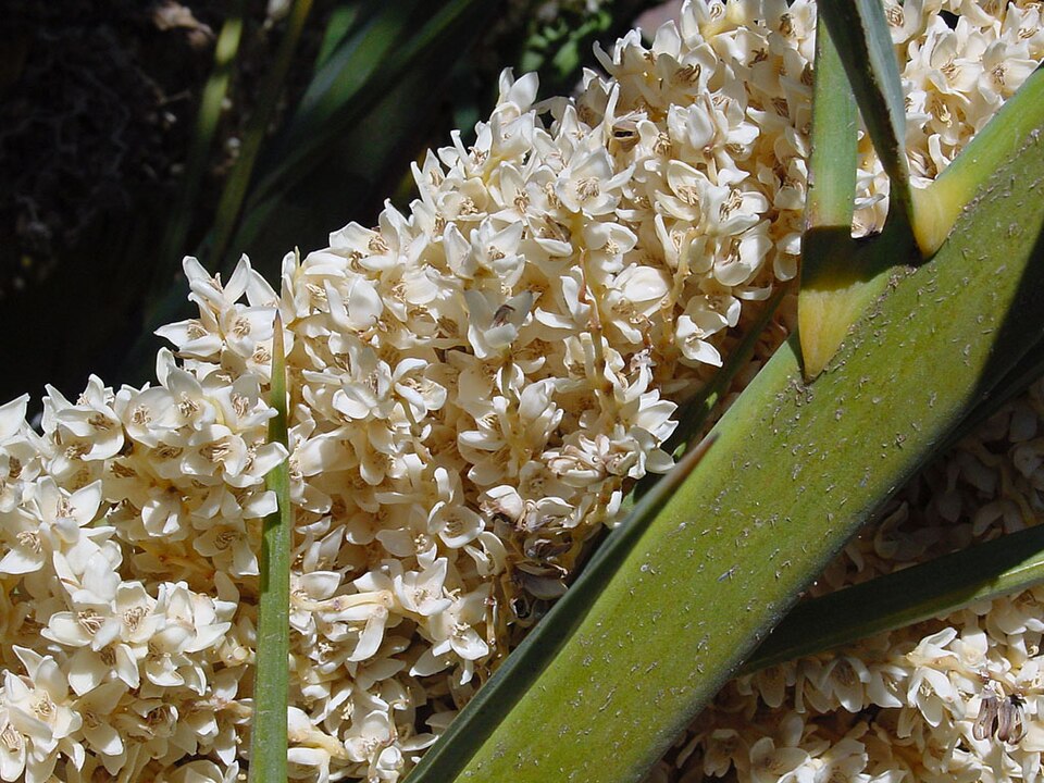 Phoenix canariensis (Canary Island palm)
