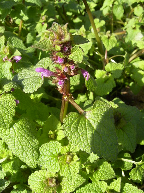 Lamium maculatum (deadnettle) (alternate view 6)
