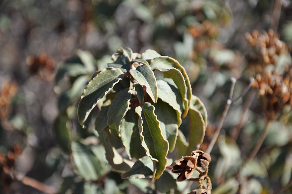 Cistus laurifolius (laurel-leaved cistus) (alternate view 10)
