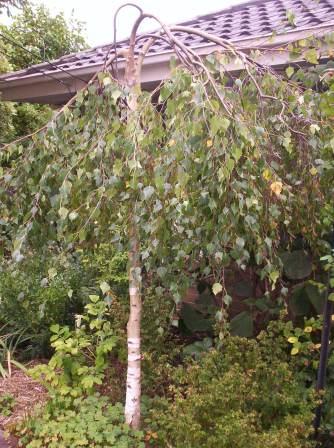 Betula pendula 'Youngii' (Young's weeping birch) (alternate view 3)