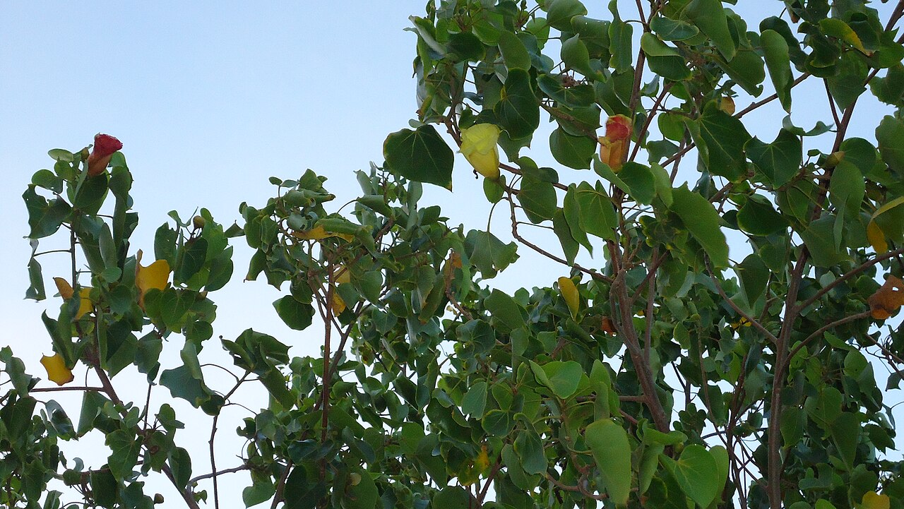 Thespesia populnea, Milo — spreading evergreen (Malvaceae) (image 8 of 10)