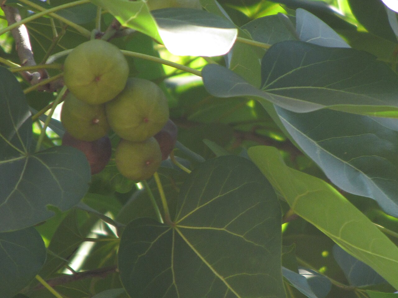 Thespesia populnea, Milo — spreading evergreen (Malvaceae) (image 9 of 10)