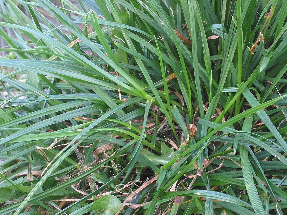 Lolium perenne (Perennial Ryegrass) (alternate view 8)