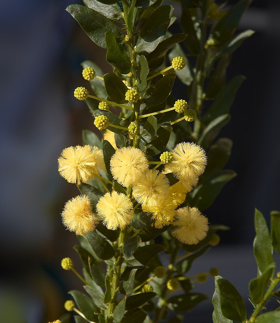 Acacia paradoxa (Kangaroo thorn)
