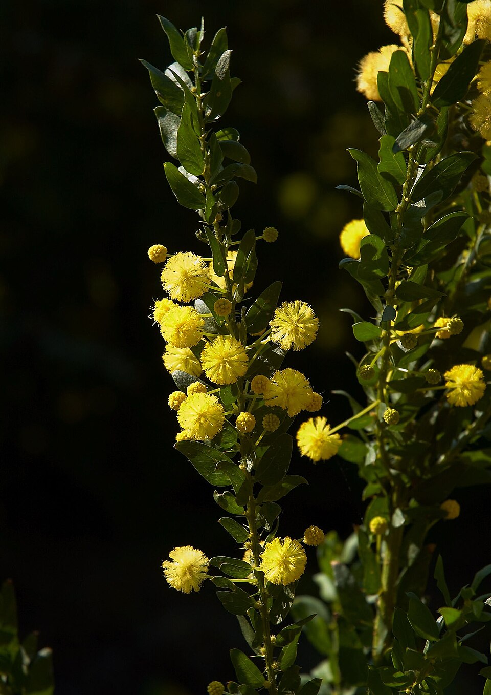 Acacia paradoxa (Kangaroo thorn) (alternate view 2)