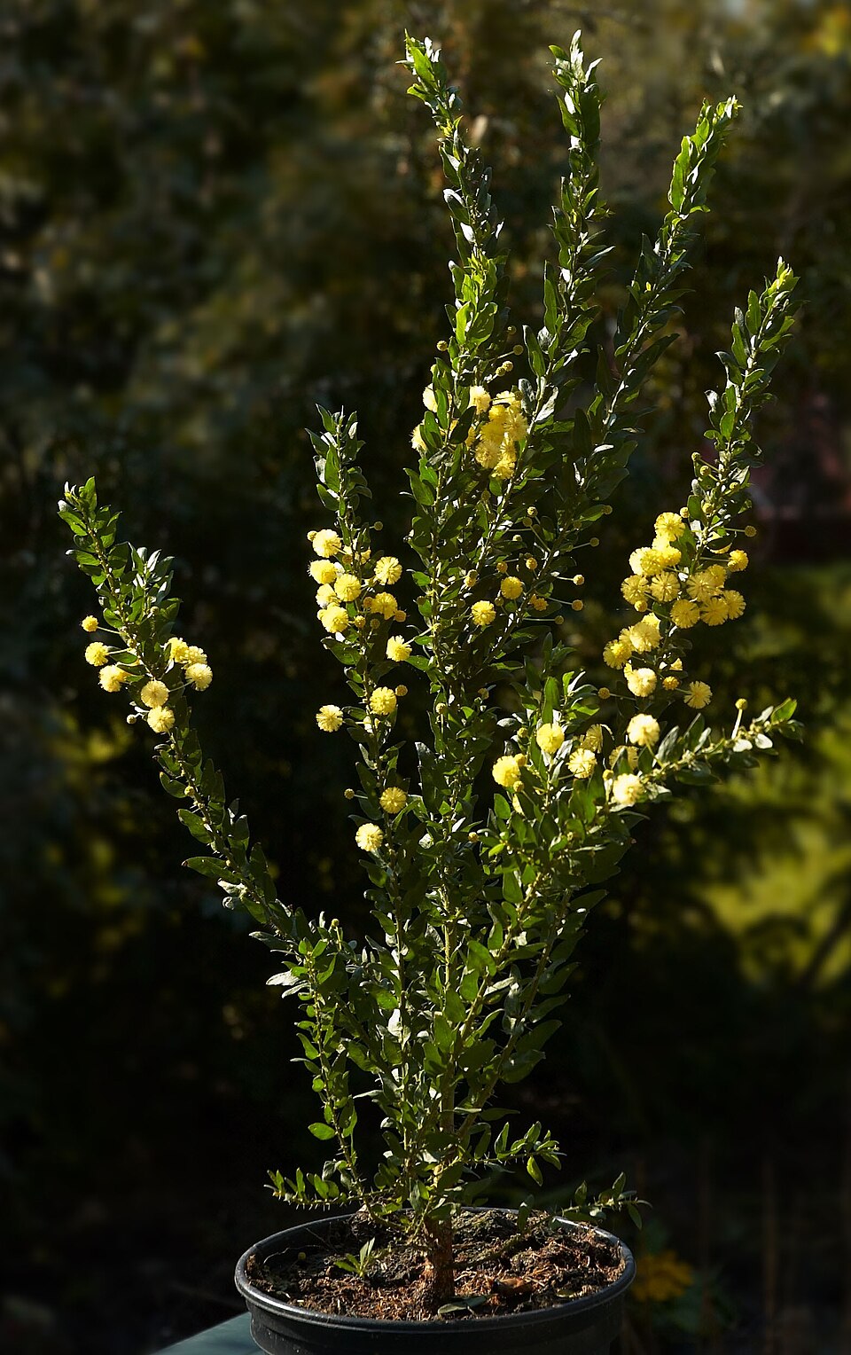 Acacia paradoxa (Kangaroo thorn) (alternate view 3)