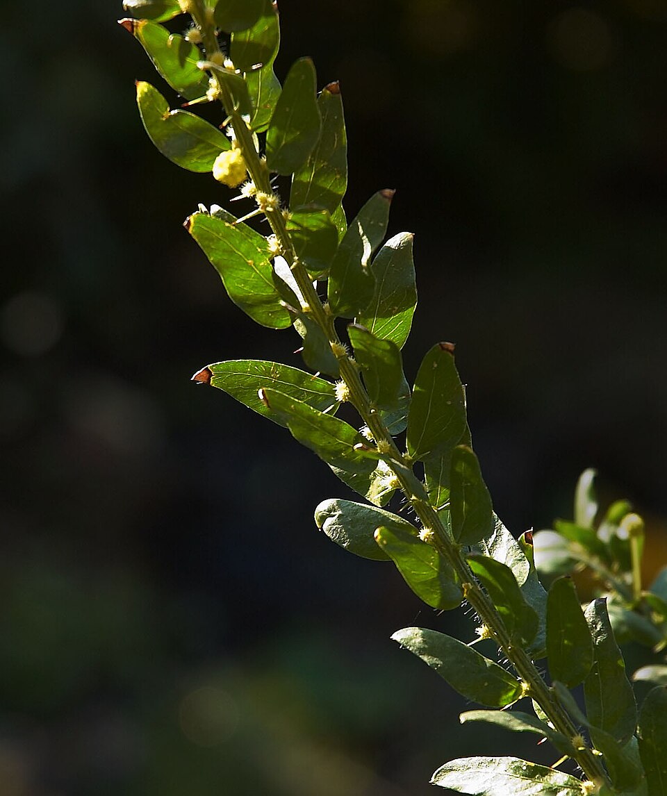Acacia paradoxa (Kangaroo thorn) (alternate view 4)