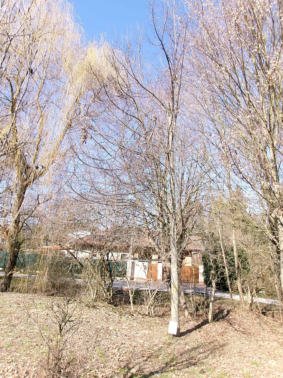 Tilia (lindens, basswoods, and lime trees) (alternate view 6)
