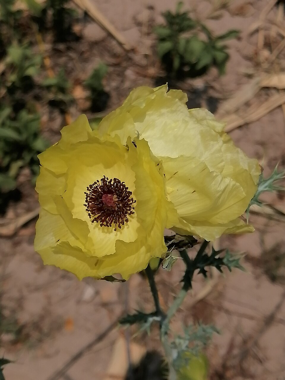Argemone (prickly poppies) (alternate view 6)