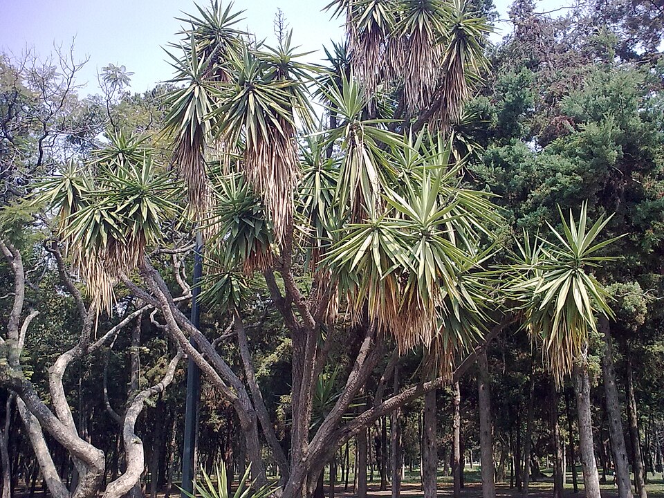 Yucca guatemalensis (Spineless Yucca)