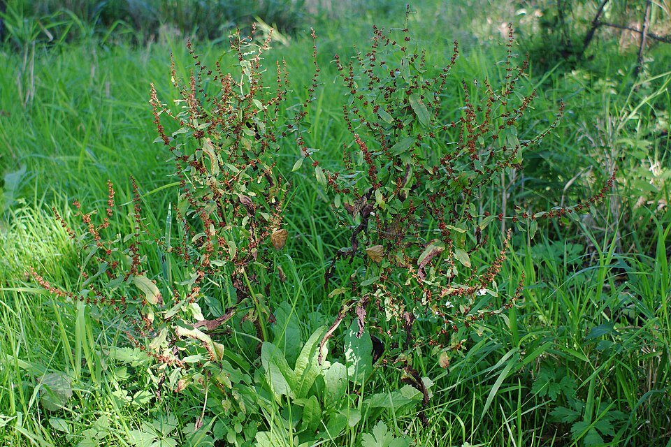 Rumex conglomeratus (Clustered Dock)