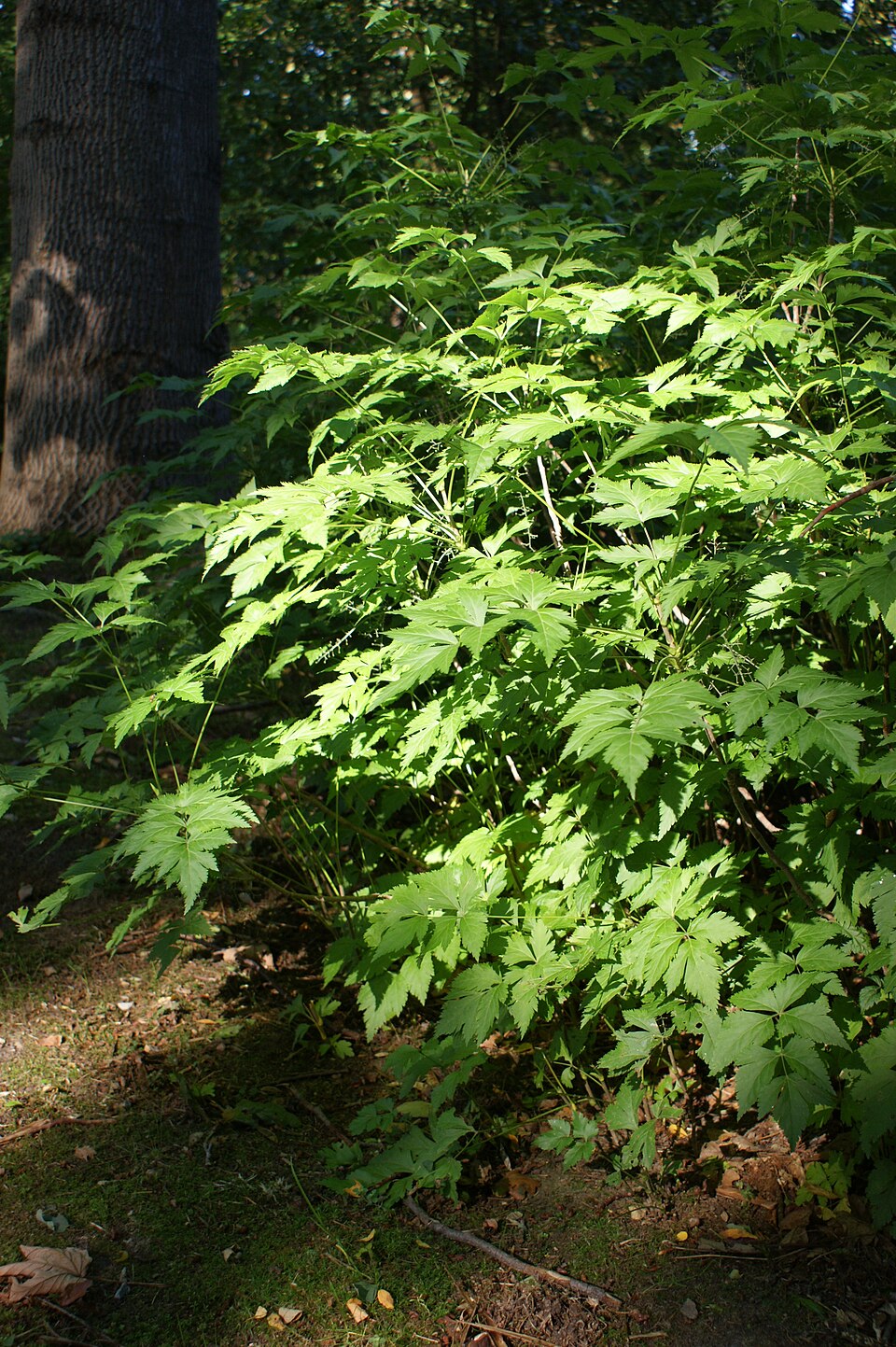 Xanthorhiza simplicissima (Shrub Yellowroot) (alternate view 6)