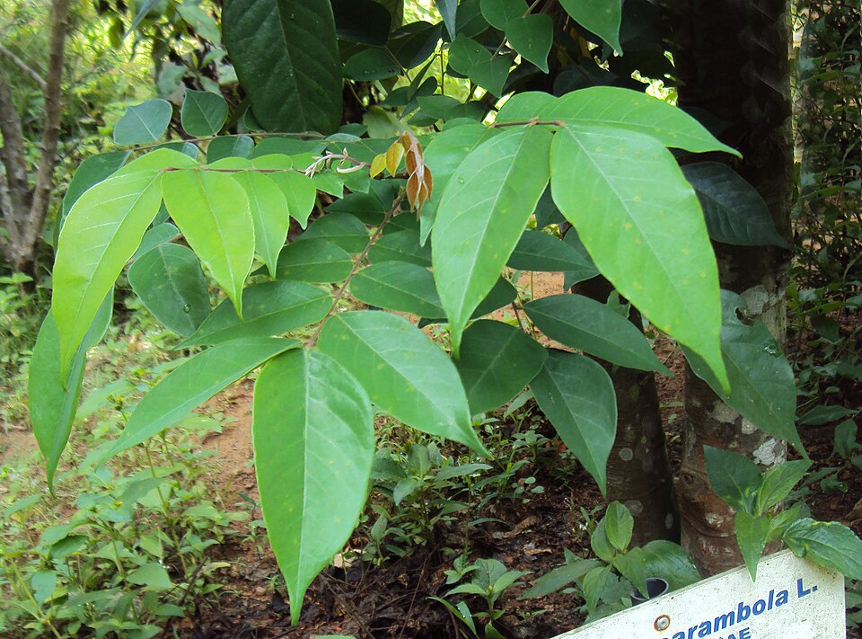 Averrhoa carambola (Star Fruit Carambola) (alternate view 7)