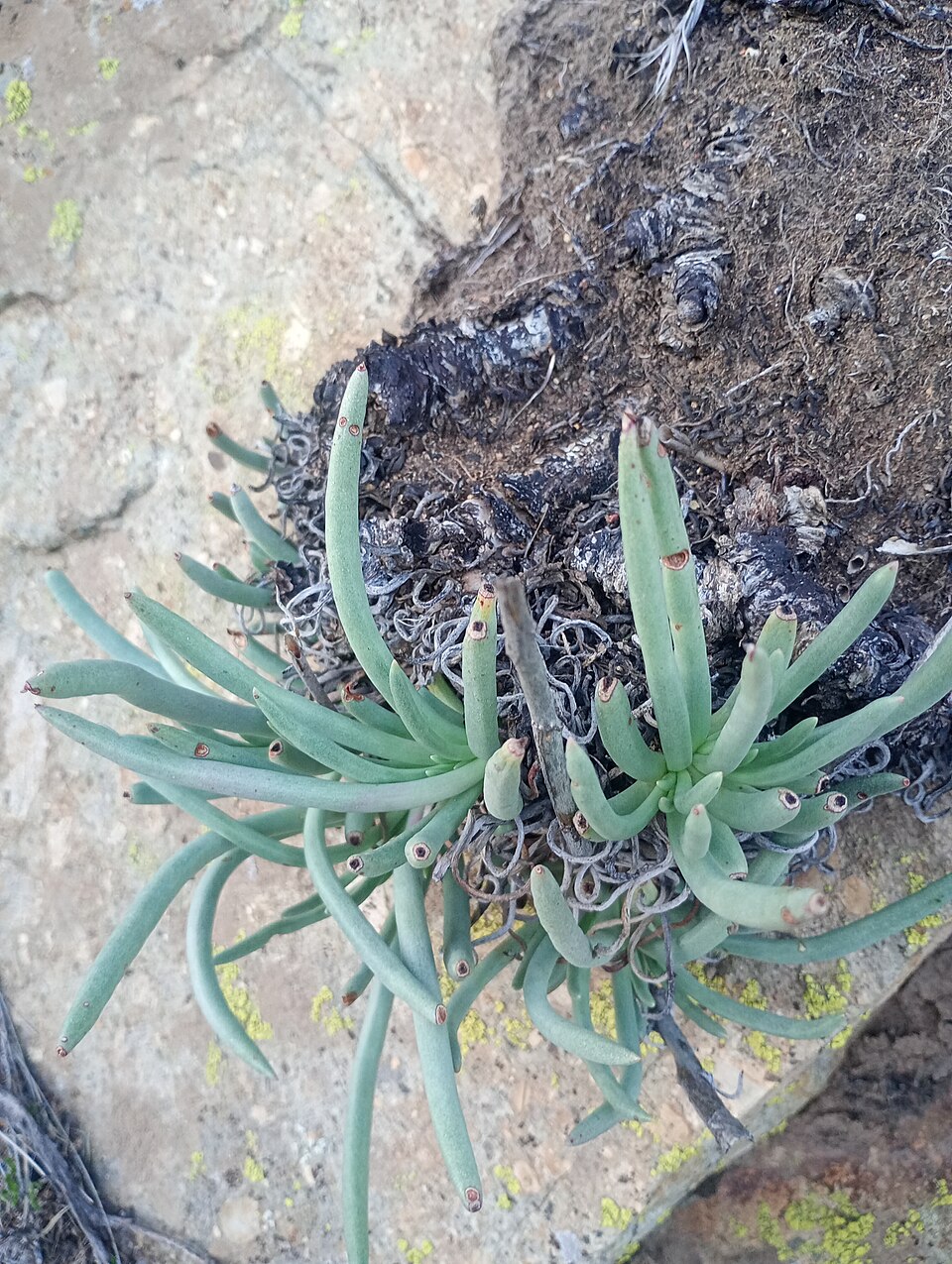 Dudleya (Liveforever) (alternate view 3)