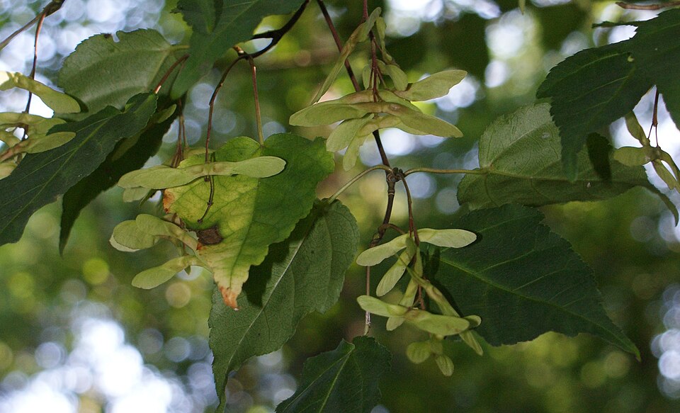 Acer crataegifolium (Hawthorn-leaved Maple) (alternate view 9)
