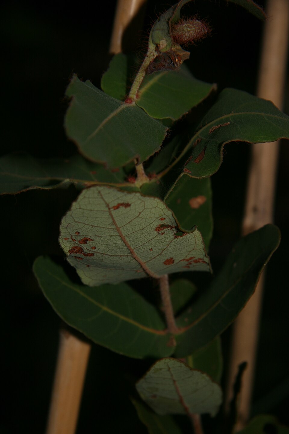Angophora hispida (Dwarf apple) (alternate view 7)