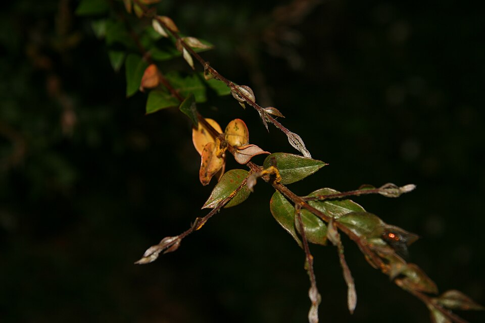 Austromyrtus dulcis (Midgen Berry) (alternate view 7)
