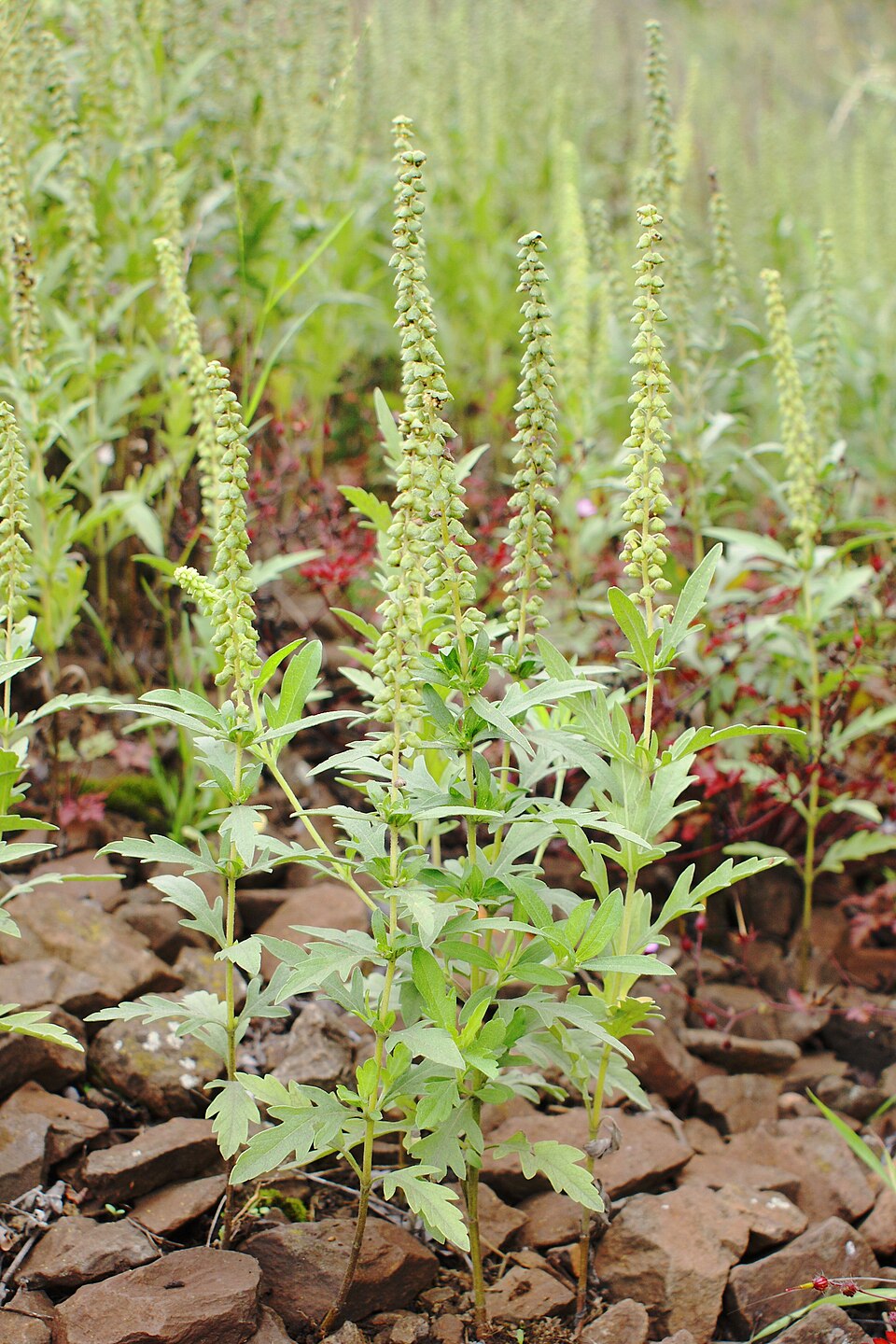 Ambrosia psilostachya (western ragweed)