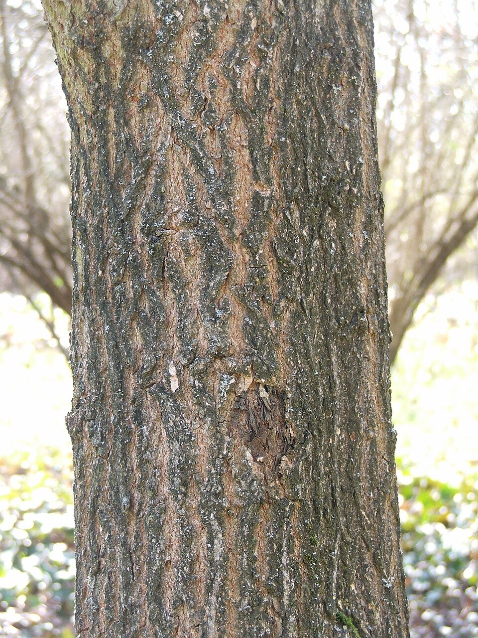 Acer truncatum (Shantung Maple) (alternate view 9)