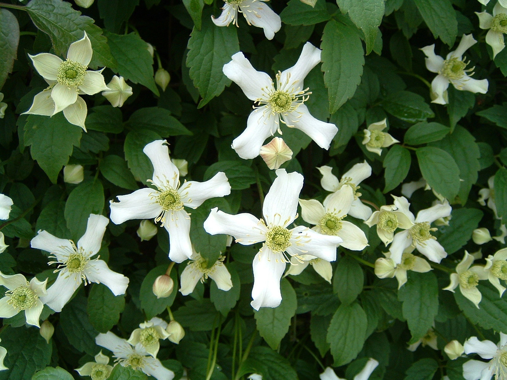 Clematis montana, Himalayan clematis — climbing deciduous (Ranunculaceae) (image 2 of 10)