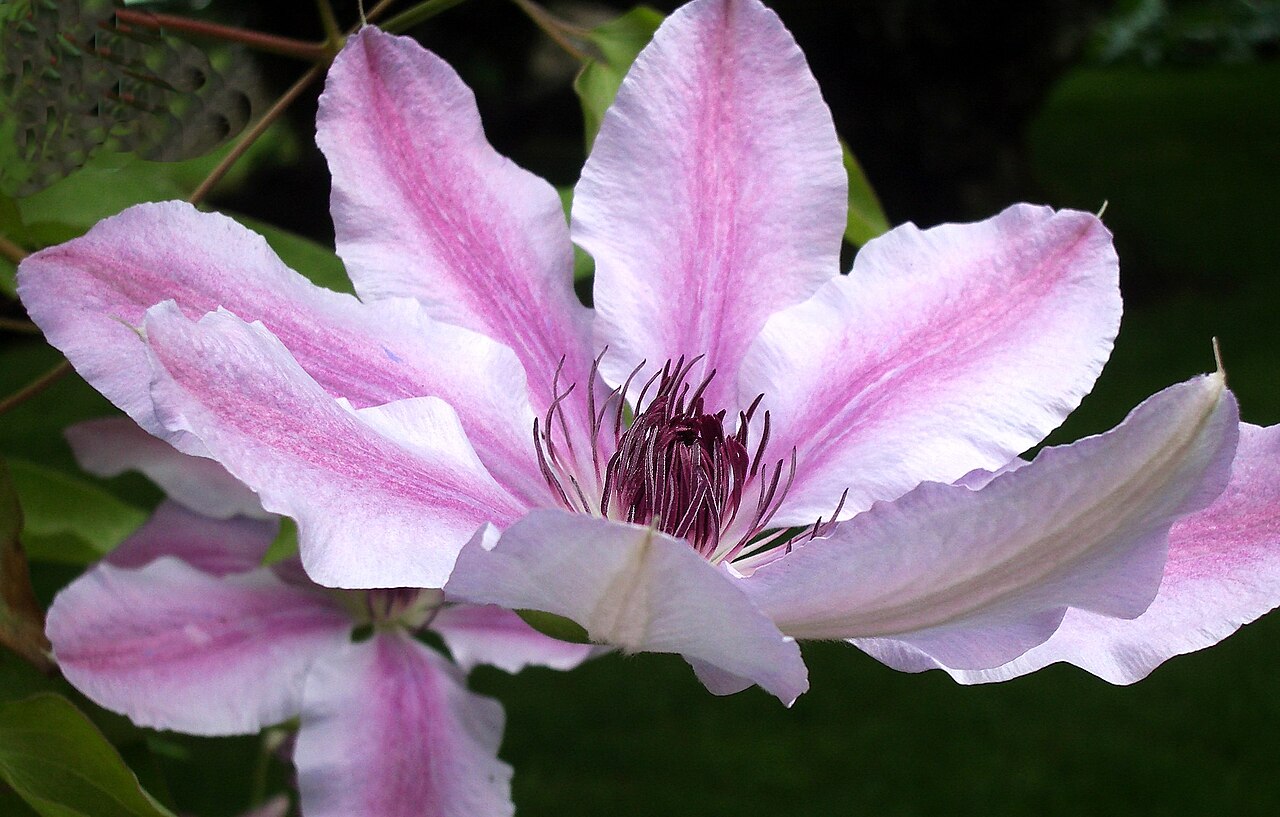 Clematis 'Nelly Moser', Clematis 'Nelly Moser' — climbing deciduous (Ranunculaceae) (image 1 of 10)