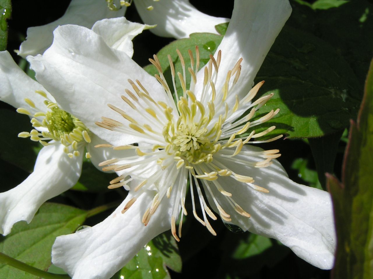 Clematis montana, Himalayan clematis — climbing deciduous (Ranunculaceae) (image 3 of 10)