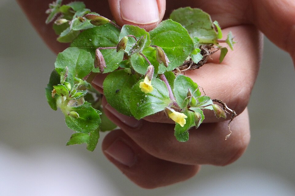 Erythranthe (monkeyflowers) (alternate view 2)