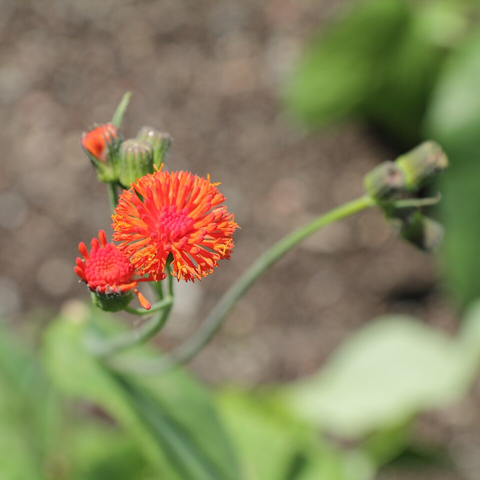 Emilia fosbergii (Red Tasselflower) (alternate view 7)