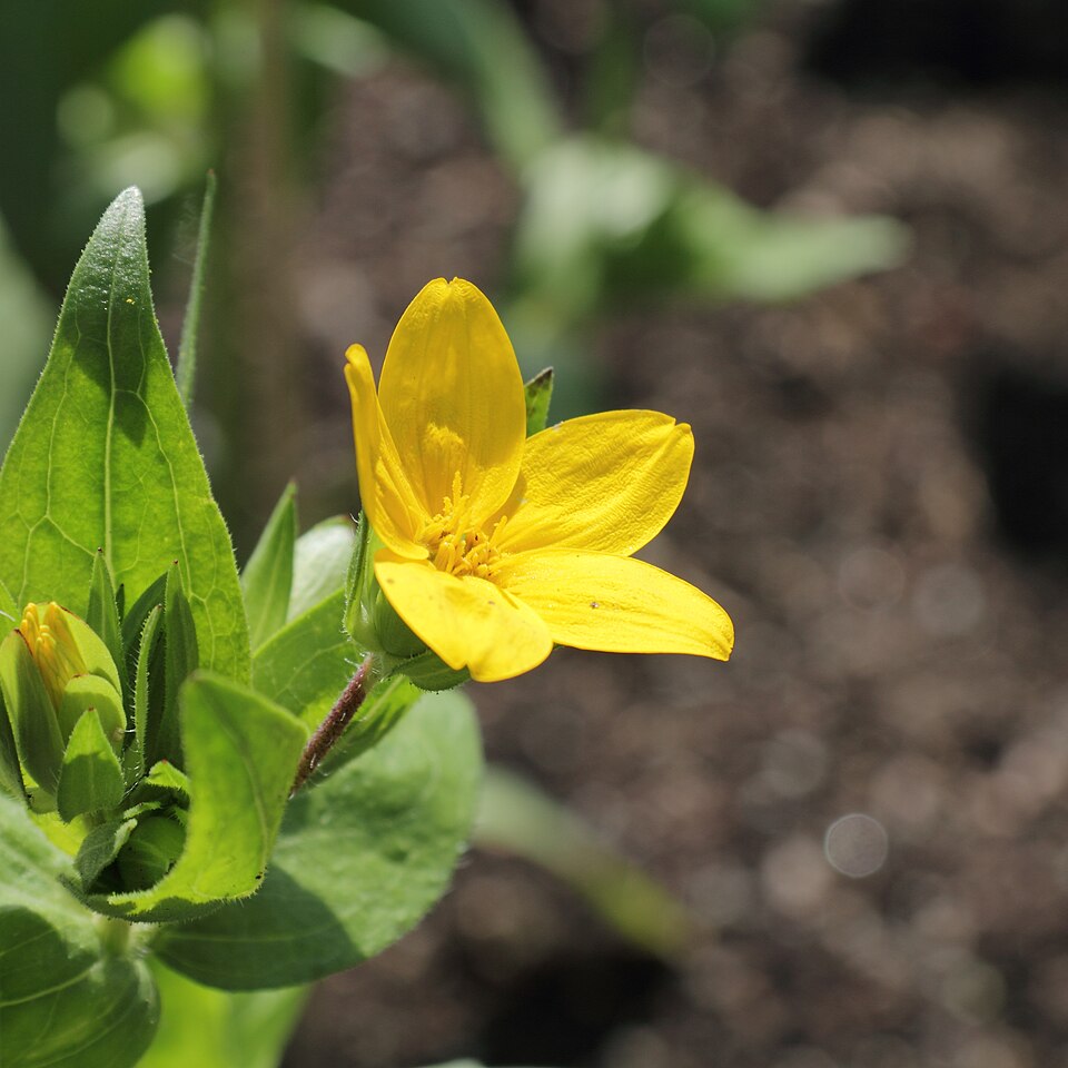 Lindheimera texana (Texas yellow star) (alternate view 5)