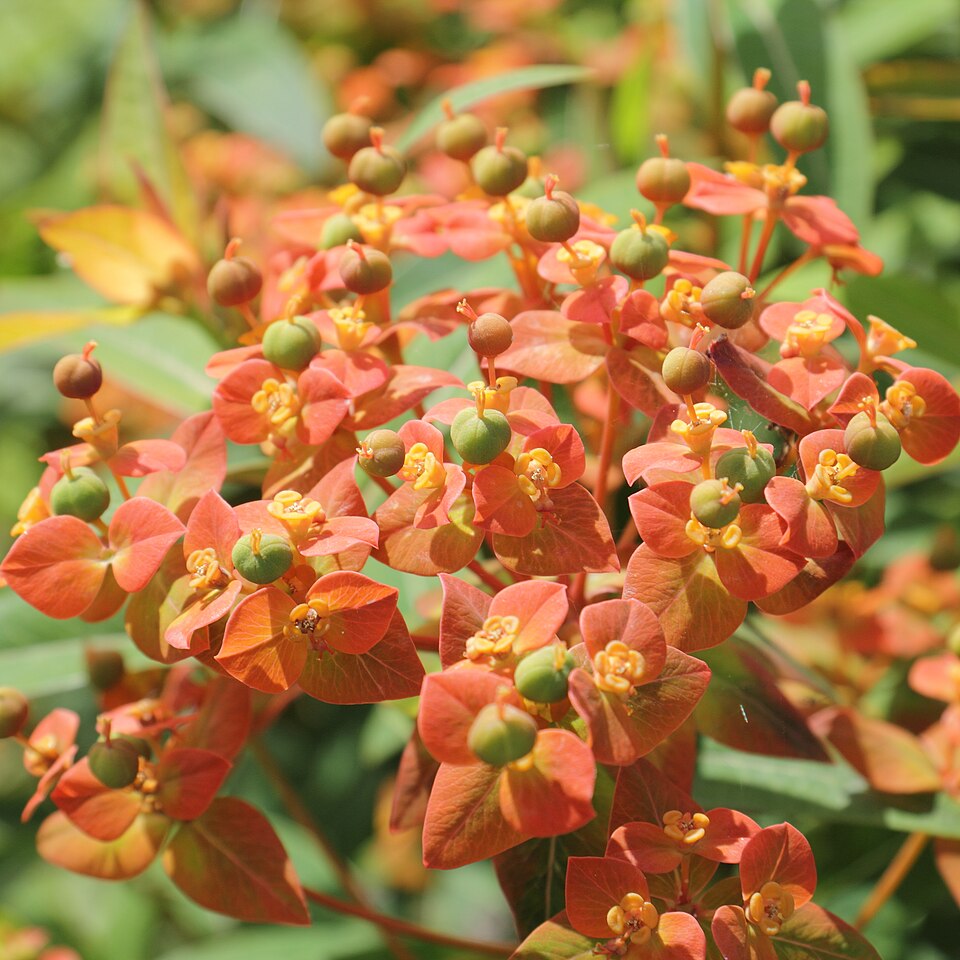Euphorbia griffithii (orange spurge) (alternate view 9)