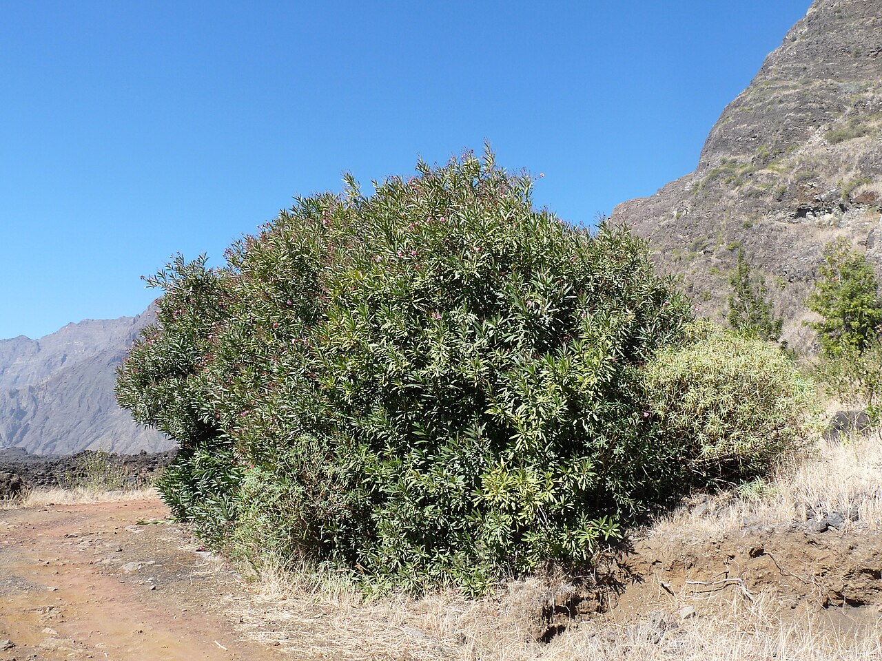 Nerium oleander, Oleander — upright evergreen (Apocynaceae) (image 5 of 8)