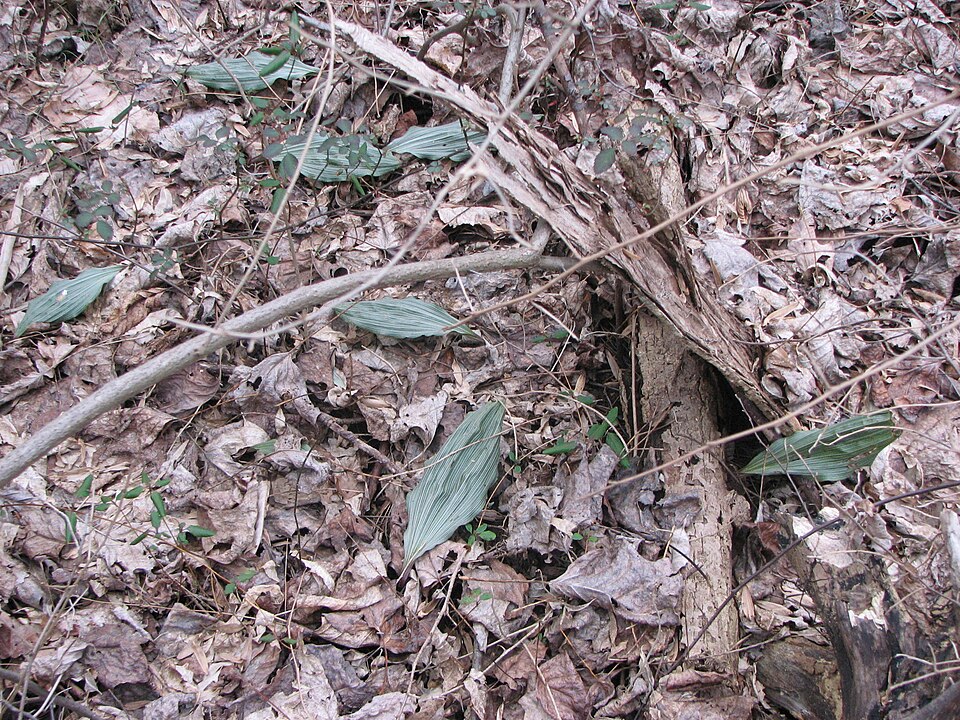 Aplectrum hyemale (putty root) (alternate view 7)