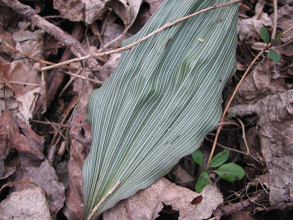 Aplectrum hyemale (putty root) (alternate view 8)