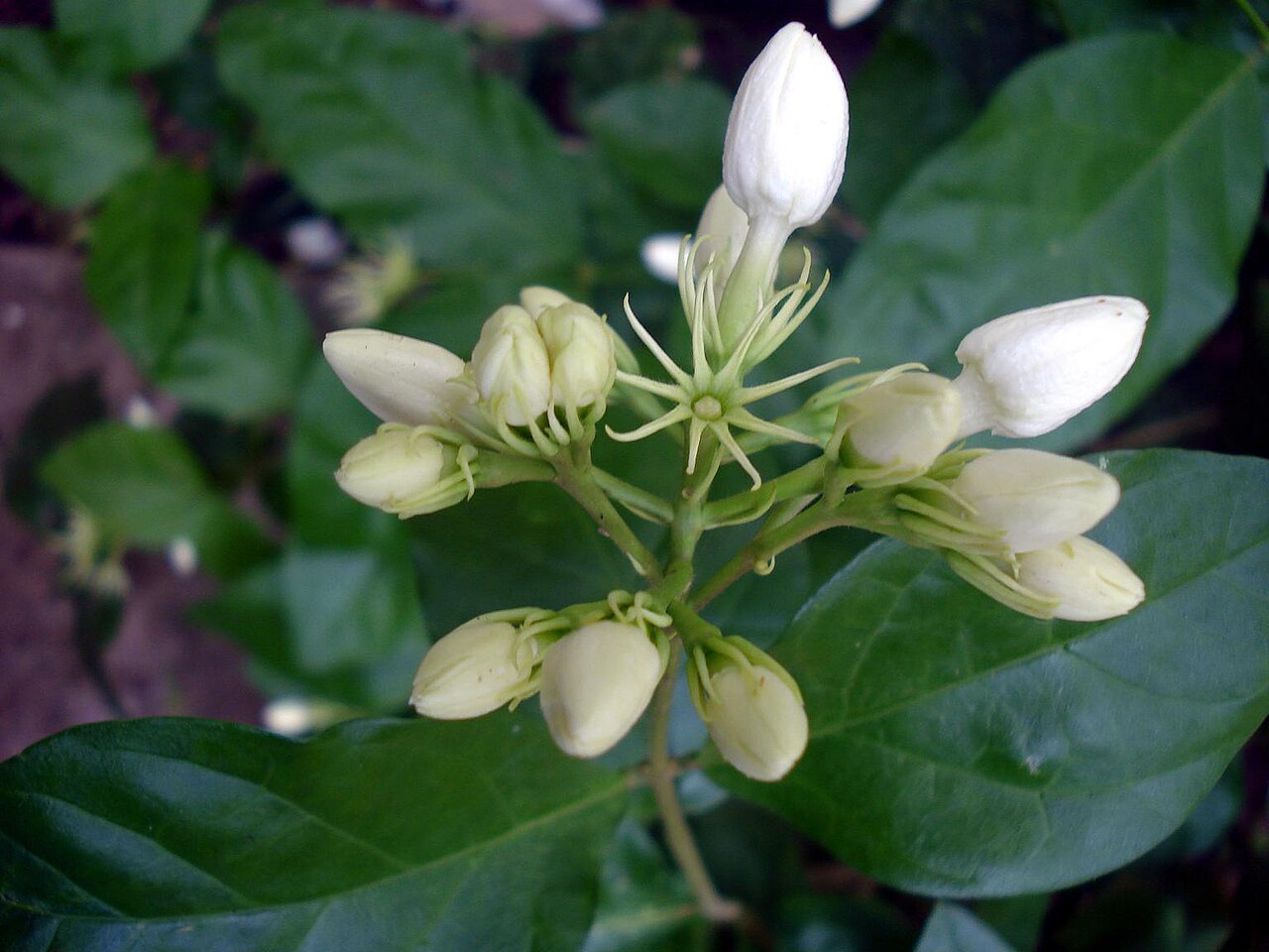 Jasminum sambac, Arabian jasmine — spreading evergreen (Oleaceae) (image 8 of 8)