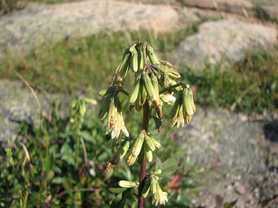 Nabalus trifoliolatus (three-leaved rattlesnake root) (alternate view 6)
