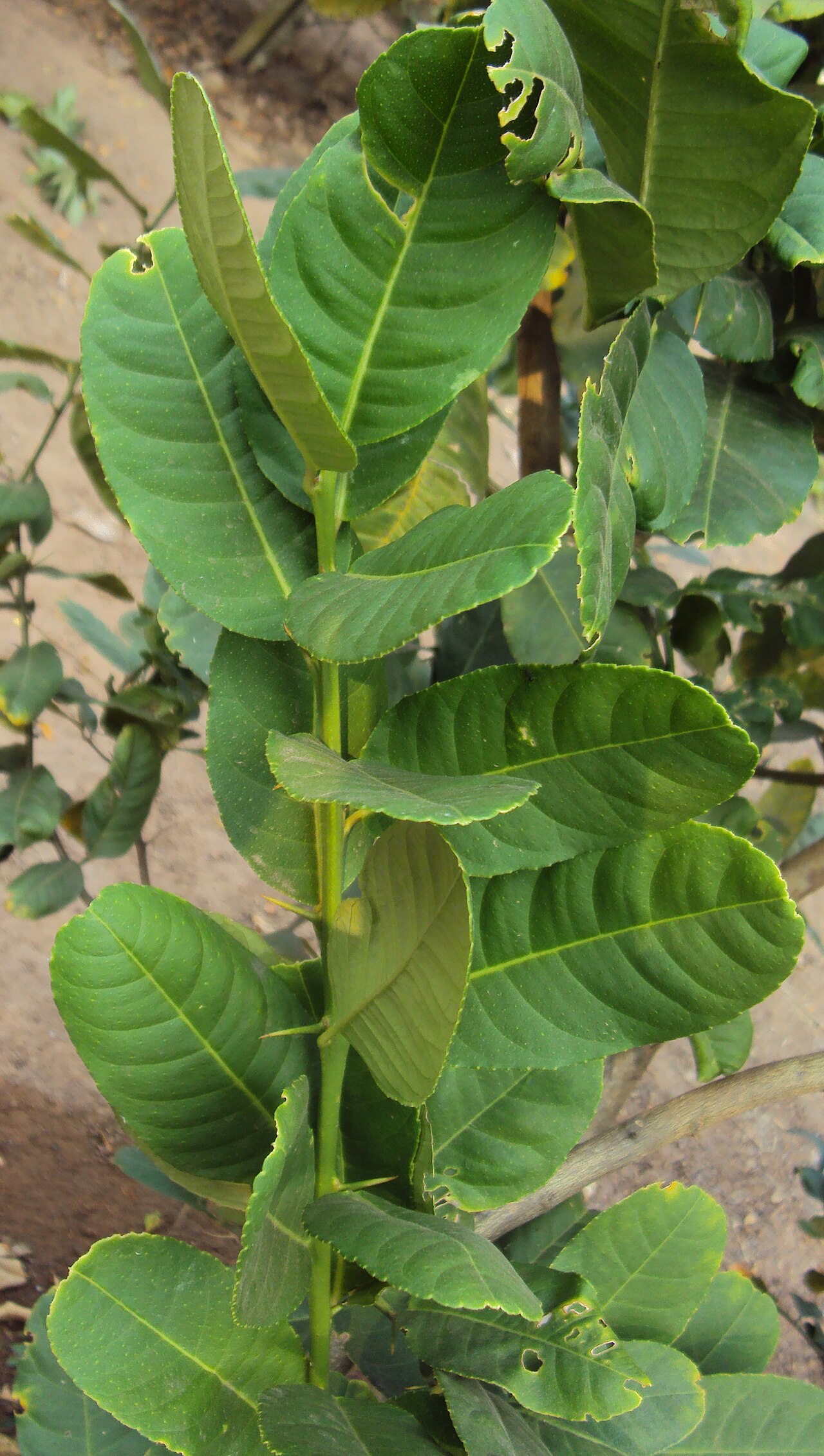 Citrus medica, Citron — spreading evergreen (Rutaceae) (image 6 of 10)
