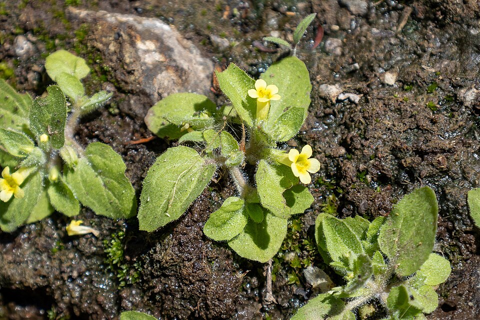 Erythranthe (monkeyflowers) (alternate view 3)